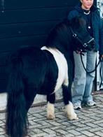 🩷🌸Super knappe en brave stamboek  beauty🫶🩷zwart/bont, Dieren en Toebehoren, Pony's, Gechipt, Ruin, Niet van toepassing, 3 tot 6 jaar