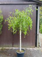 Prieelberk op stam van 200cm, Overige soorten, 100 tot 250 cm, Ophalen, Volle zon