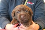 Lieve Bruine Labrador pups met FCI Stamboom!, Dieren en Toebehoren, Honden | Retrievers, Spaniëls en Waterhonden, Nederland, CDV (hondenziekte)