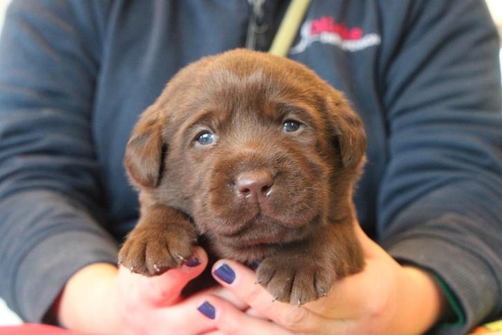 Lieve Bruine Labrador pups met FCI Stamboom!, Dieren en Toebehoren, Honden | Retrievers, Spaniëls en Waterhonden, Meerdere dieren