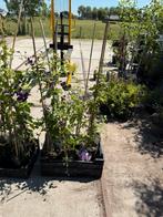 Clematis div soorten en kleuren overjarige planten  6,95, Ophalen, Vaste plant, Halfschaduw, Klimplanten