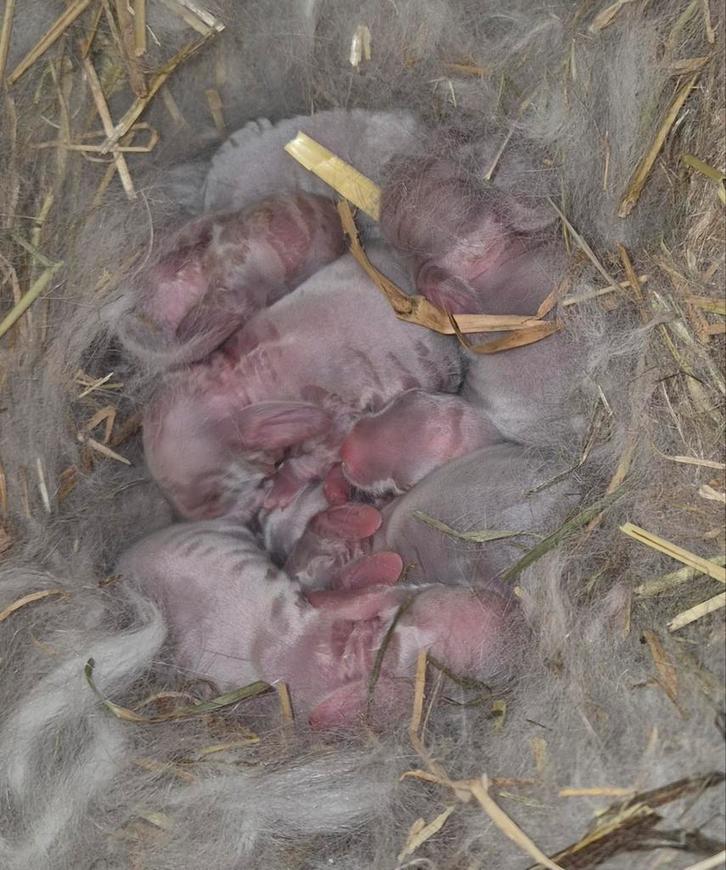 Franse hangoortjes, Dieren en Toebehoren, Konijnen, Groot, Meerdere dieren