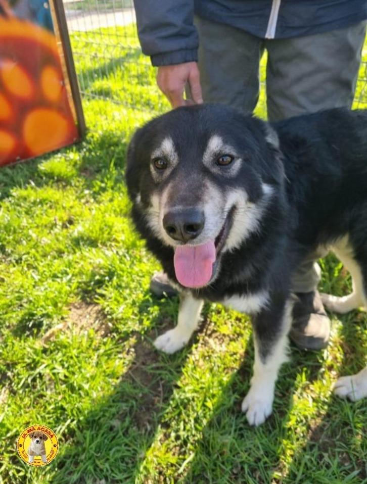 lieve  Oreo ter adoptie!, Dieren en Toebehoren, Honden | Niet-rashonden, Middel, Reu, Particulier, Eén hond, Buitenland, 1 tot 2 jaar