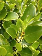 Grisselinia littoralis. Haagplanten, speciale sterke soort., Ophalen of Verzenden, Haag, Minder dan 100 cm