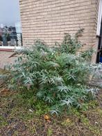 Vlinderstruik - Buddleja davidii, Ophalen, Overige soorten, Volle zon
