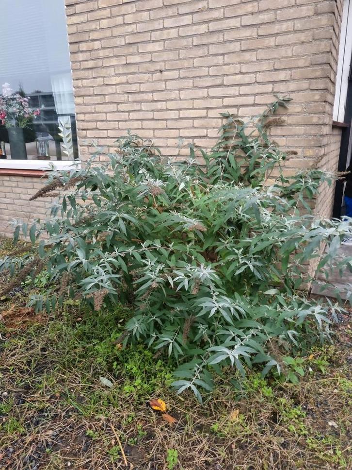 Vlinderstruik - Buddleja davidii, Tuin en Terras, Planten | Tuinplanten, Overige soorten, Volle zon, Ophalen