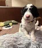 Aankondiging nestje Labradoodles oktober 2025, Parvo, Overige rassen, 8 tot 15 weken, Meerdere dieren