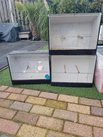 Grote tt kooien beschikbaar voor biedingen