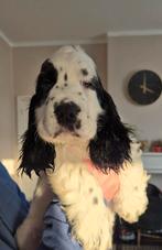 Engelse cocker spaniel, Dieren en Toebehoren, België, Fokker | Hobbymatig, Rabiës (hondsdolheid), 8 tot 15 weken