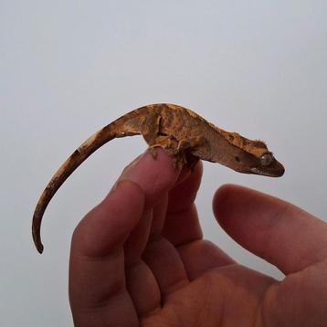 Leuke harlequin wimpergekko/crested gecko beschikbaar voor biedingen