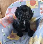 Cocker Spaniel pup, Parvo, Reu, 8 tot 15 weken, Eén hond