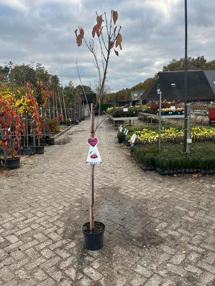 Kersenboom Schneider's Späte Knorpelkirsche, Tuin en Terras, Planten | Bomen, Overige soorten, 100 tot 250 cm, Volle zon, Lente