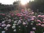 Bloemenzaden uit eigen onbespoten tuin, Tuin en Terras, Ophalen of Verzenden, Voorjaar, Zaad, Volle zon