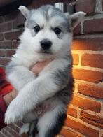 Knappe shepsky pups te koop ( witte herder x husky ), Dieren en Toebehoren, Honden | Herdershonden en Veedrijvers, CDV (hondenziekte)
