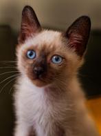 Prachtig Raszuiver Thais Siamees Kitten Zoekt 5-Sterren Huis, Dieren en Toebehoren, Katten en Kittens | Raskatten | Langhaar, Meerdere dieren