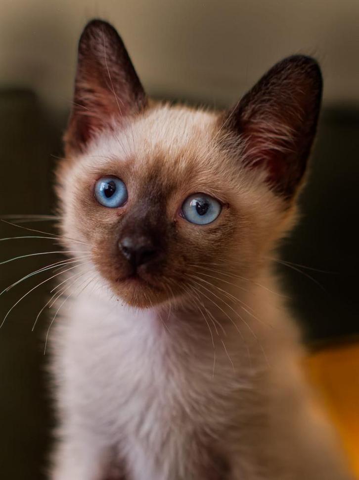 Prachtig Raszuiver Thais Siamees Kitten Zoekt 5-Sterren Huis, Dieren en Toebehoren, Katten en Kittens | Raskatten | Langhaar, Meerdere dieren