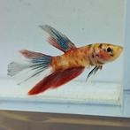 Betta splendens man 21, Vis