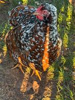 Gezocht grote Wyandottes, Dieren en Toebehoren, Pluimvee, Kip