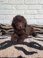 Choco toy poedel pups uit geteste ouders, Dieren en Toebehoren, Poedel, CDV (hondenziekte), 8 tot 15 weken, Meerdere