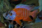 Nieuw binnen!!! Koppels Aulonocara Red Rubin!!!, Vis, Zoetwatervis