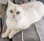 Britse Korthaar, Dieren en Toebehoren, Poes