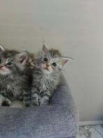 Maine coon kittens, Dieren en Toebehoren, Katten en Kittens | Raskatten | Langhaar, Meerdere dieren, Gechipt