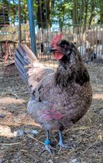 Hennen groenleggers kippen Silverudd bla cream legbar, Vrouwelijk, Kip