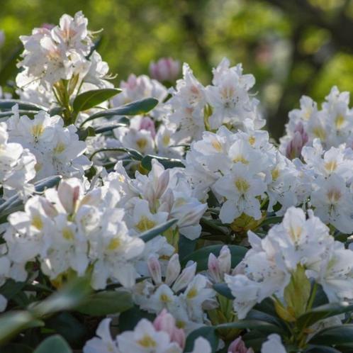 Rhododendron, Azalea  haag plant groot en klein bloemige ver, Tuin en Terras, Planten | Struiken en Hagen, Rhododendron, Verzenden
