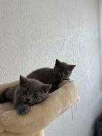 Kittens te koop, Dieren en Toebehoren, Katten en Kittens | Raskatten | Korthaar, Kater