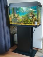 Jewel aquarium 60liter (enkel)meubel!, Ophalen of Verzenden, Zo goed als nieuw, Gevuld zoetwateraquarium