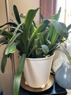 Clivia  plant met ikea pot op wieltjes, Ophalen of Verzenden, Overige soorten, Minder dan 100 cm