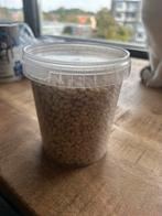 500 gram pijnboompitten, Diversen, Ophalen of Verzenden