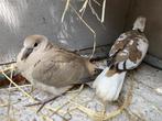 Gratis jong tortel/ lach duifje, Dieren en Toebehoren, Tortelduif