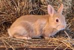 Kleurdwerg jongen (voedsters en 2 rammen), Dieren en Toebehoren, Konijnen, Meerdere dieren, Dwerg, 0 tot 2 jaar