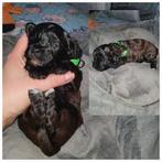 Poedel pups, Dieren en Toebehoren, Honden | Dekreuen, CDV (hondenziekte), 8 tot 15 weken, Meerdere, Meerdere dieren