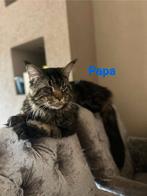 Maine coon kittens XXL, Dieren en Toebehoren, Katten en Kittens | Raskatten | Langhaar, Meerdere dieren