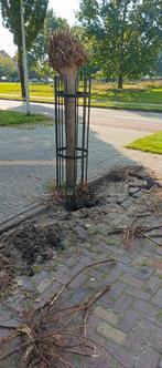 Boomkorf (2x), Ophalen, Bloeit niet, Halfschaduw, Overige soorten