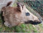Prachtige opgezette wild zwijn kop zwijnen keiler restaurant, Verzamelen, Dierenverzamelingen, Ophalen of Verzenden, Gebruikt