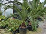 Phoenix canariensis palmbomen, Tuin en Terras, Planten | Tuinplanten, Ophalen of Verzenden, Overige soorten, Volle zon