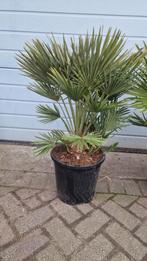 Chamaerops Humilis Vulcano, Ophalen, Zomer, Overige soorten, Volle zon