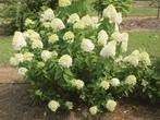 Hydrangea paniculata ‘Limelight’ Mooi bloeiende haag, Tuin en Terras, Planten | Struiken en Hagen, Ophalen, Hortensia, Minder dan 100 cm
