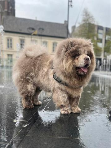 Lilac merle chow chow Open for stud  beschikbaar voor biedingen