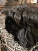 Gezocht gesteriliseerd vrouwtje, Dieren en Toebehoren, Knaagdieren, Januari, Vrouwelijk, Cavia