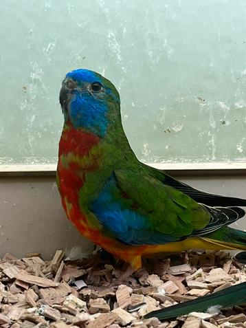 Mooi Koppel Turquoisine Bewezen Fors 2022 beschikbaar voor biedingen