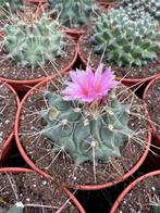 Cactus Thelocactus Rinconensis in de 15cm pot, Ophalen of Verzenden, Minder dan 100 cm, Bloeiende kamerplant, Volle zon