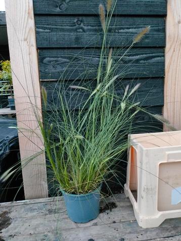PENNISETUM GROTE POT/KLUIT beschikbaar voor biedingen