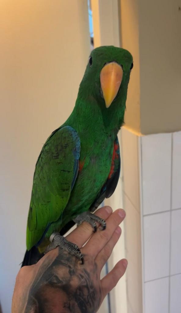 Super mega tamme edelpapegaai 2025 12 weken oud + garantie, Dieren en Toebehoren, Vogels | Parkieten en Papegaaien, Papegaai, Mannelijk