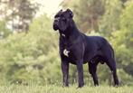Cane Corso puppy pups uit Kampioenslijnen | stamboom, Dieren en Toebehoren, Fokker | Hobbymatig, Rabiës (hondsdolheid), 15 weken tot 1 jaar