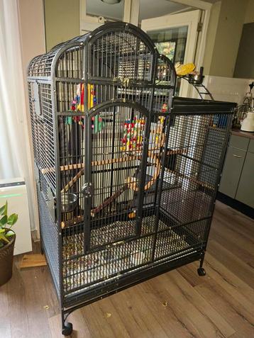 Grote papagaaien kooi beschikbaar voor biedingen