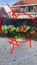 Beukenhaag & Hortensia's, Tuin en Terras, Planten | Tuinplanten, Overige soorten, Vaste plant, Ophalen of Verzenden, Halfschaduw